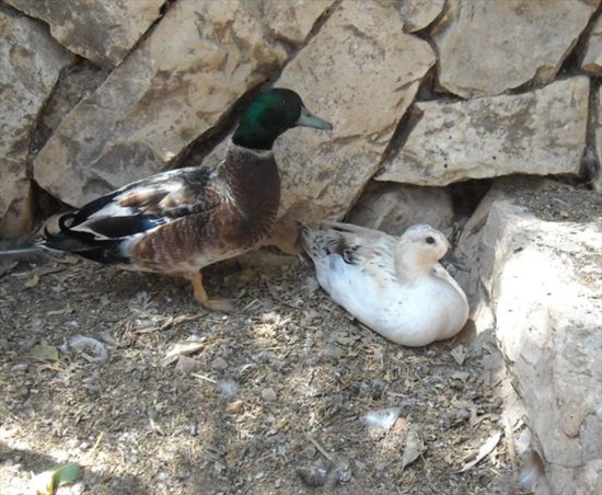 תמונה 2, חיות משק | ברווזים   | קול דאק call duck למכירה במושב מטע