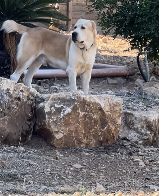 תמונה 2 ,כלבים רועה אסיאתי   טייסון למכירה בדאלית אל-כרמל