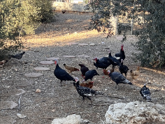 תמונה 1 ,תרנגולים הודו   הודו למכירה בדאלית אל-כרמל