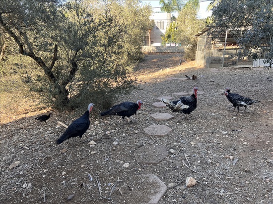 תמונה 3 ,תרנגולים הודו   הודו למכירה בדאלית אל-כרמל