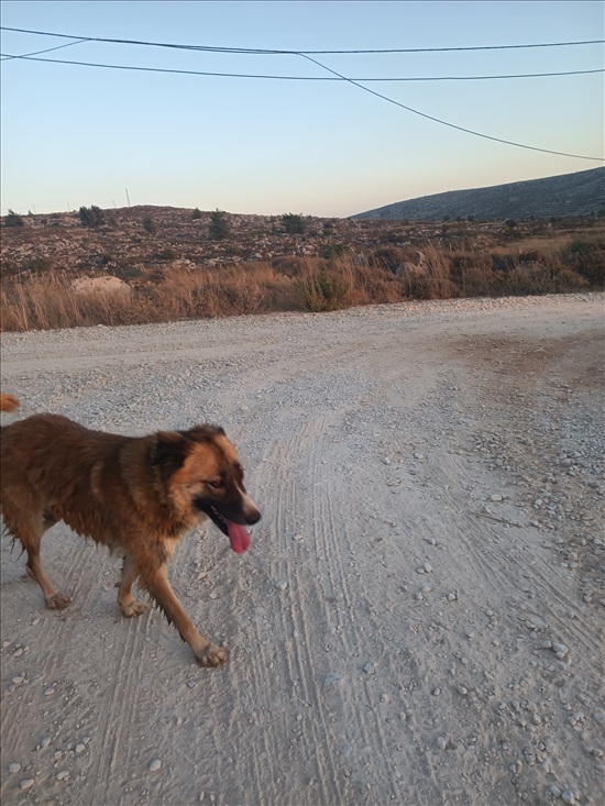 תמונה 1 ,כלבים כנעני   ניקי למכירה בעופרה