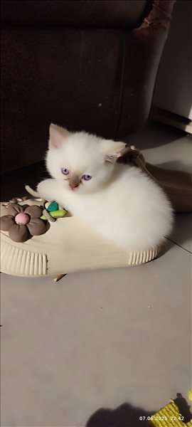 חתולים בריטי קצר שיער ירושלים והסביבה 