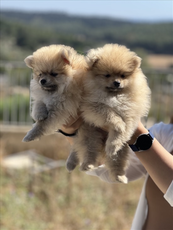 תמונה 2 ,כלבים פומרניאן   . למכירה בשפרעם