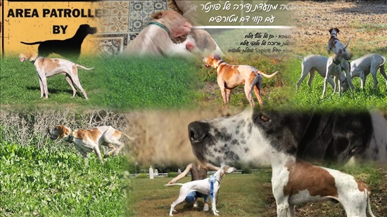 תמונה 2 ,כלבים פוינטר אנגלי   האבא רוביניו ואם סופיה למכירה בבנימינה-גבעת עדה