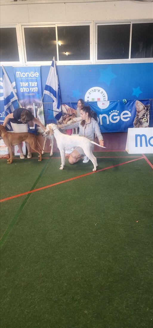 תמונה 6 ,כלבים פוינטר אנגלי   האבא רוביניו ואם סופיה למכירה בבנימינה-גבעת עדה