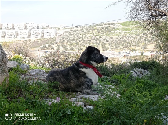 תמונה 2 ,כלבים רועה הולנדי   צ'יל למסירה בעץ אפרים
