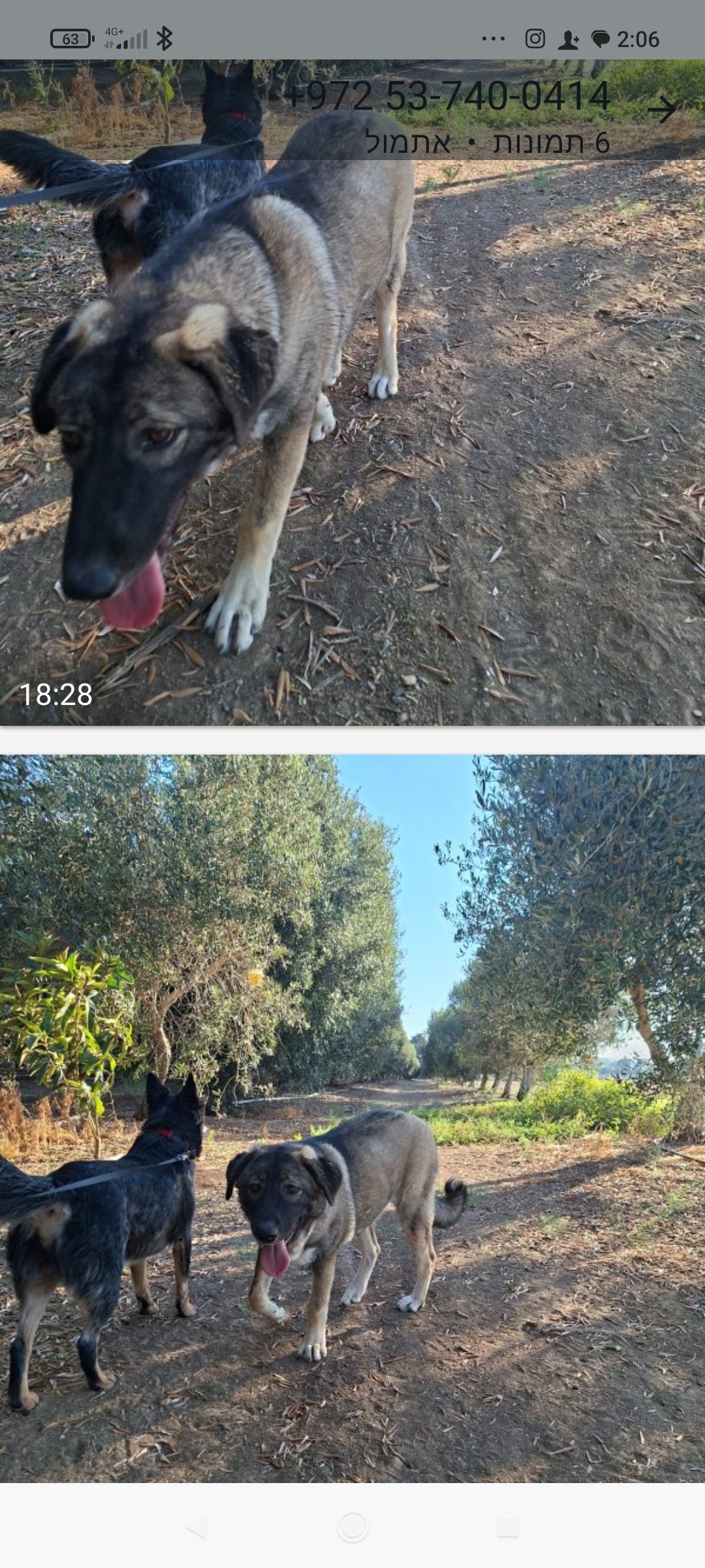תמונה 1, כלבים | רועה בלגי   | רועה בלגית למסירה באשדוד