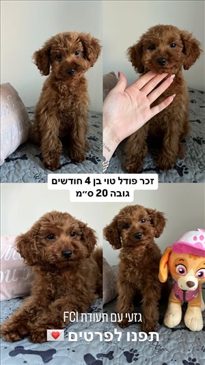 כלבים פודל טוי  