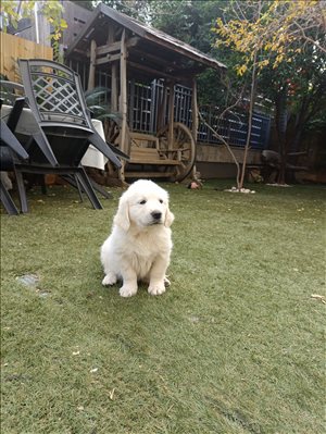 Golden retriever  