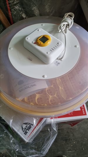 תרנגולים בלאדי חדרה והסביבה 