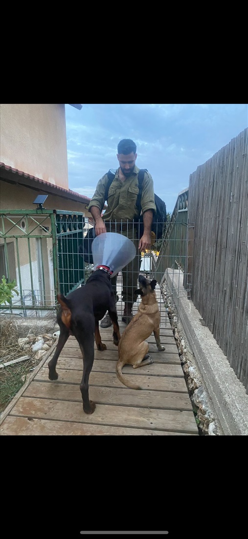 תמונה 3, כלבים | דוברמן   | רדו למסירה בראש העין