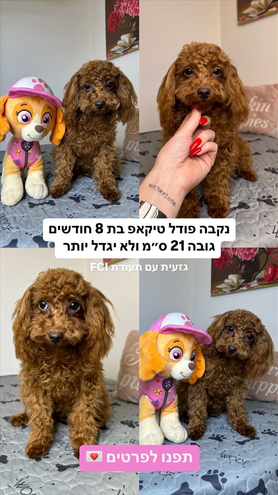 תמונה 2, כלבים | פודל טוי   | פודלים טוי גזעים למכירה בקציר-חריש