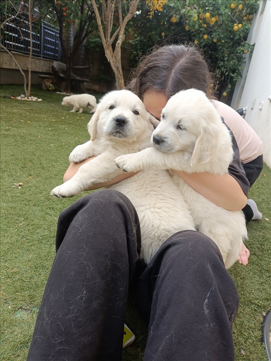 תמונה 2, כלבים | גולדן רטריבר   | Golden retriever  למכירה בחדרה 