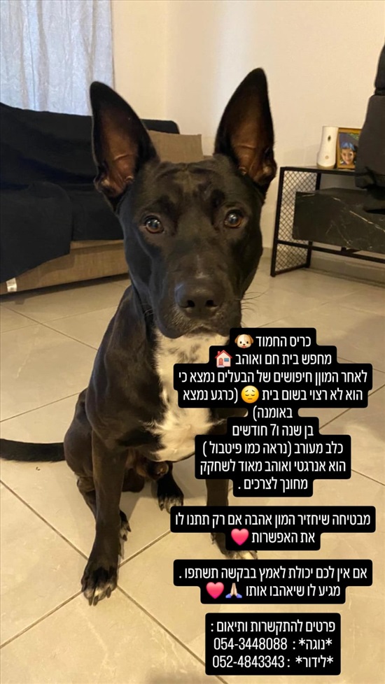 תמונה 1 ,כלבים כללי   כריס למסירה באשקלון