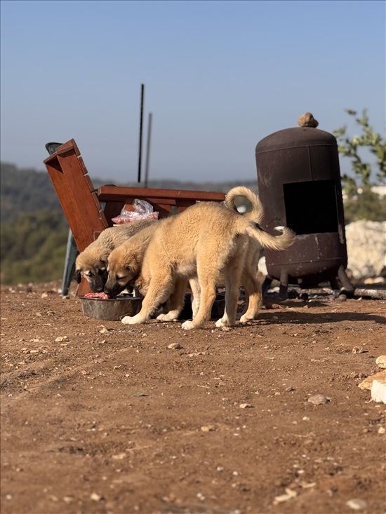 תמונה 4 ,כלבים קנגל טורקי   קאי למכירה במודיעין-מכבים-רעות