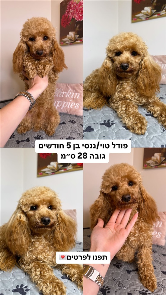 תמונה 3 ,כלבים פודל טוי   פודלים טוי גזעים למכירה בקציר-חריש