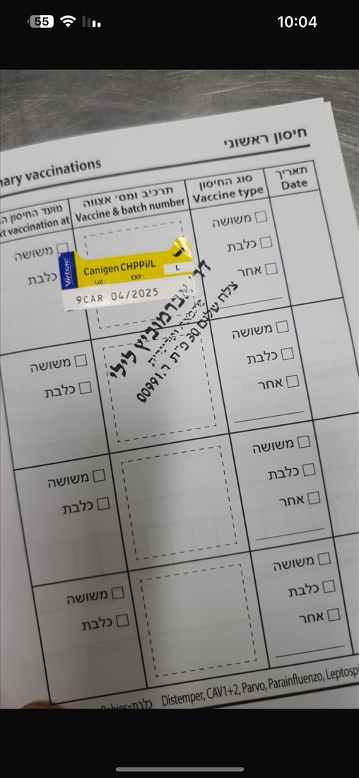 תמונה 5 ,כלבים פודל טוי   אלירן  למכירה בפתח תקווה