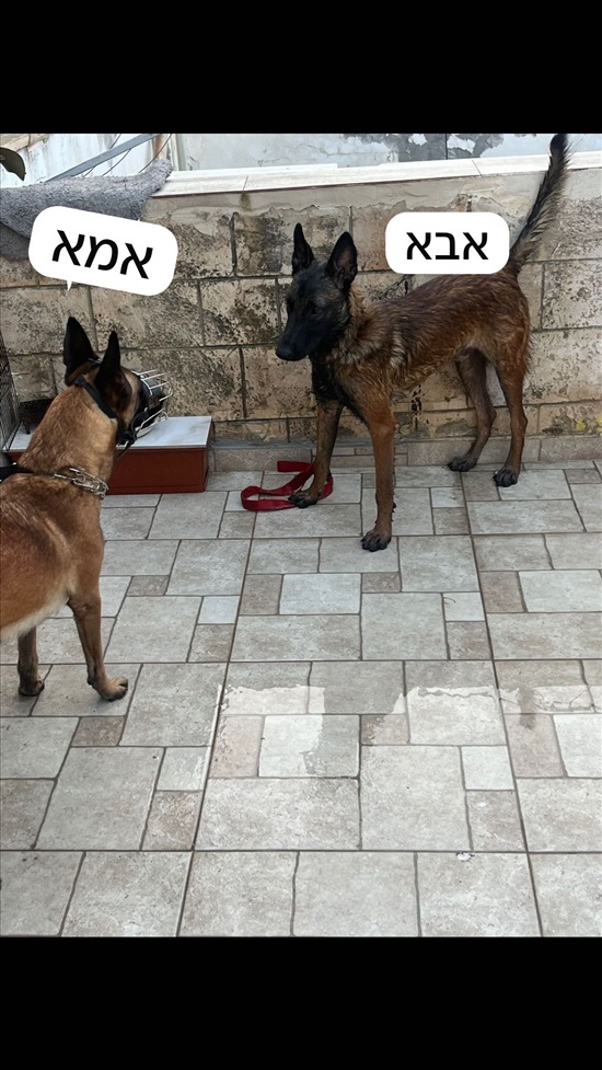 תמונה 3 ,כלבים רועה בלגי   גורים  למכירה בעכו