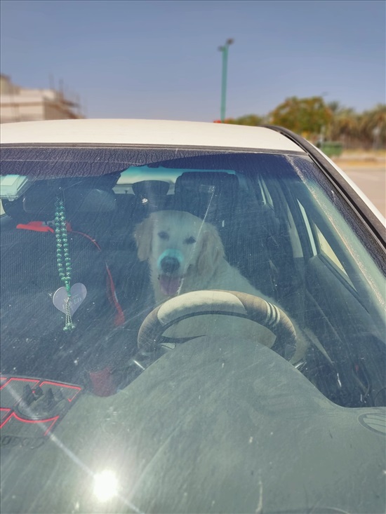 תמונה 1 ,כלבים גולדן רטריבר   ג'ואי לאימוץ בחדרה