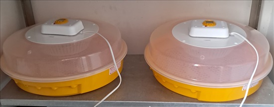 תמונה 2 ,תרנגולים בלאדי   מדגרה למכירה באופקים