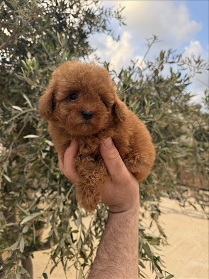 תמונה 2 ,כלבים פודל טוי   טוי למכירה בטל אל 