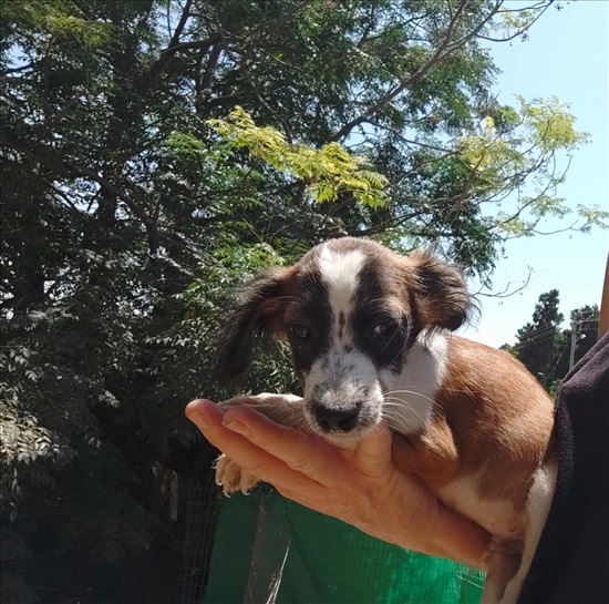 תמונה 1 ,כלבים תחש (דקל)   תחש דקל מעורב לאימוץ באשדוד