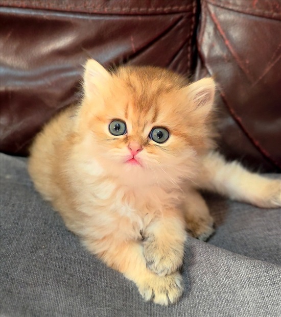 תמונה 4 ,חתולים בריטי קצר שיער   British Golden Chinchilla  למכירה בלוד