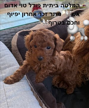 פודל טוי אדום אש 