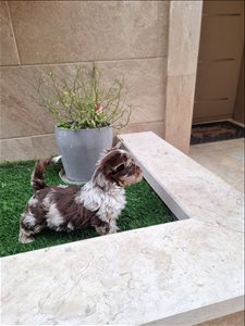 יורקשייר טרייר  