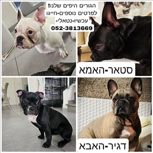כלבים בולדוג צרפתי  