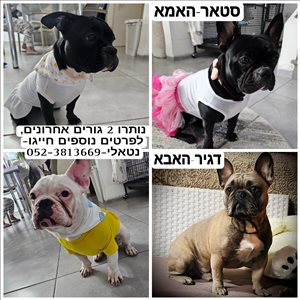 כלבים בולדוג צרפתי  