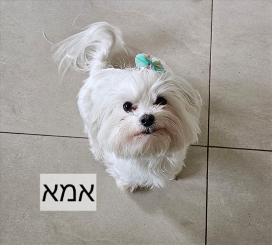 תמונה 2 ,כלבים מלטז   גירים למכירה בגבעון החדשה