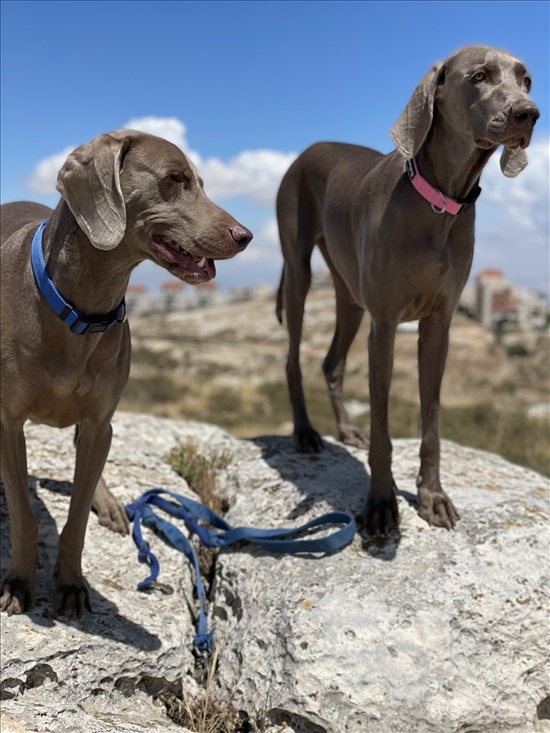 תמונה 6 ,כלבים ויימרנר   גור ווימרנר  למכירה בירושלים