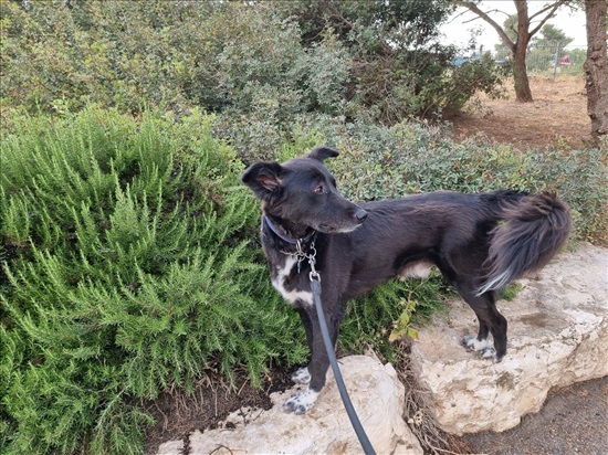 תמונה 1 ,כלבים מעורב   ג'ואי למסירה בירושלים