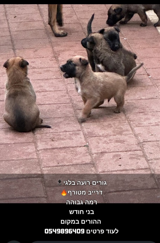 תמונה 3 ,כלבים רועה בלגי   גורים למכירה בדליאת אל כרמל