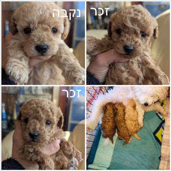 תמונה 5 ,כלבים פודל טוי   פודל טוי למכירה בקרית ים