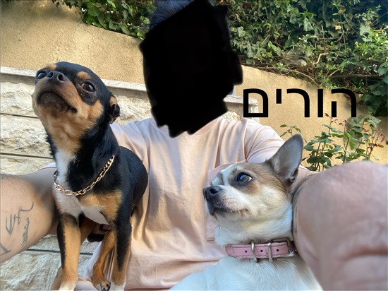 תמונה 5 ,כלבים צ`יוואווה   בלי שם למכירה במודיעין עילית