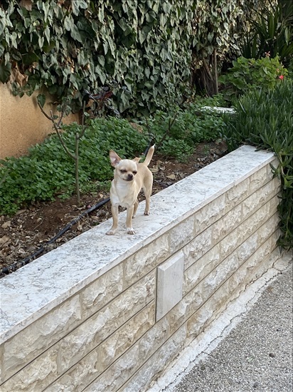 תמונה 3 ,כלבים צ`יוואווה   בלי שם למכירה במודיעין עילית