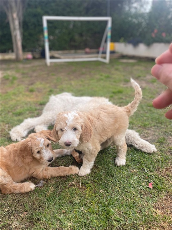 תמונה 1, כלבים | גולדן דודל   | Double Doodle Puppies for Sale למכירה בRamot