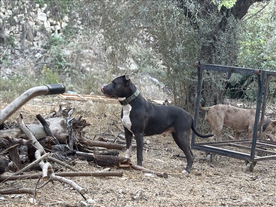 תמונה 8 ,כלבים אחר   אמריקן בולי מתועד למכירה במעלות-תרשיחא