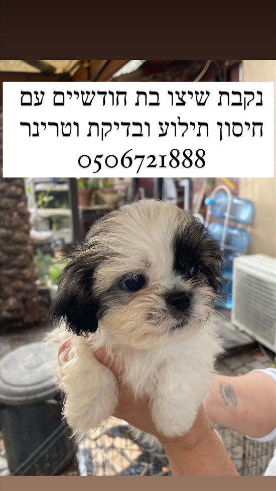 תמונה 2 ,כלבים שיצו   שיצו למכירה בטבריה