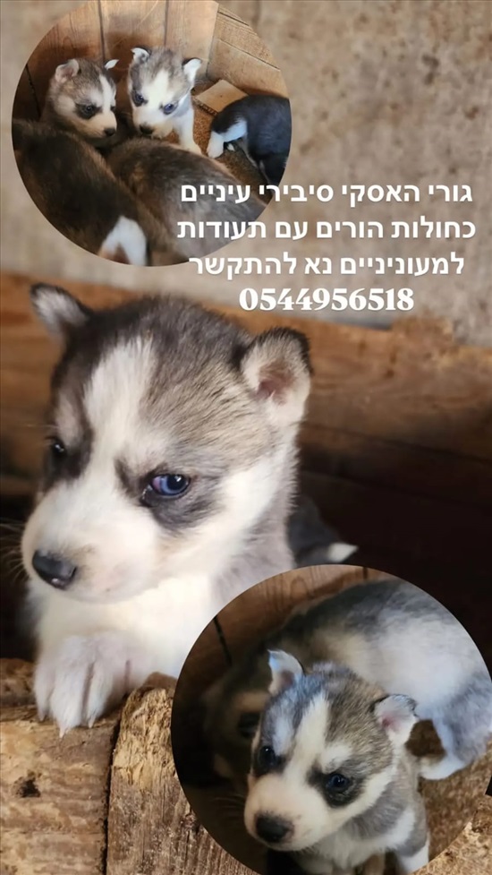 תמונה 2 ,כלבים האסקי סיביר   גורי הסקי סיבירי למכירה בירכא