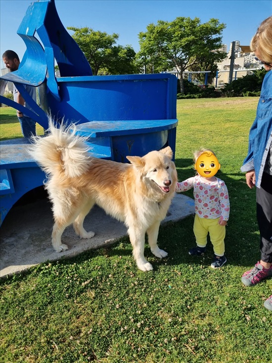 תמונה 3 ,כלבים האסקי סיביר   פרנס  למסירה בירושלים