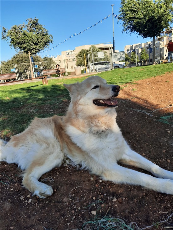 תמונה 5 ,כלבים האסקי סיביר   פרנס  למסירה בירושלים