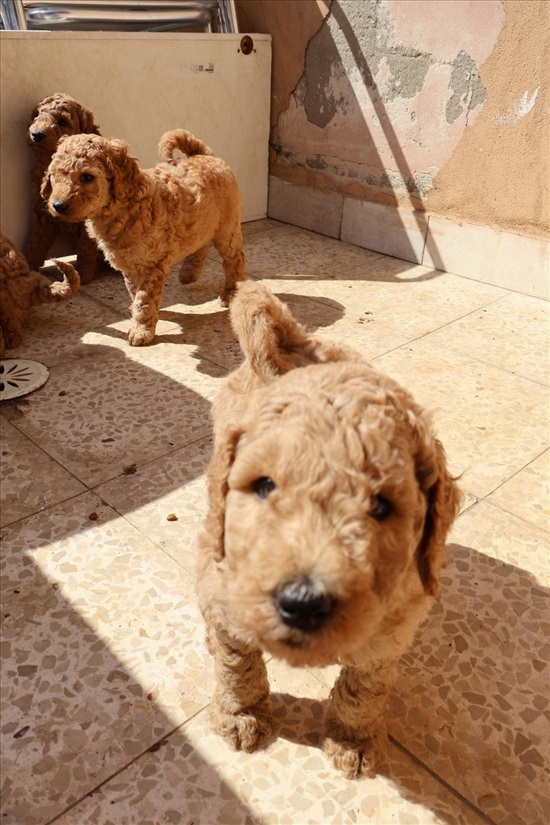 תמונה 4 ,כלבים פודל   פודל קינג למכירה בחבצלת השרון