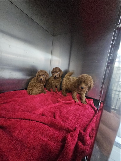 תמונה 3 ,כלבים פודל   פודל מושלמים לבתים טובים למכירה בטבריה