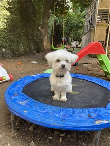 כלבים מלטז מודיעין והסביבה 