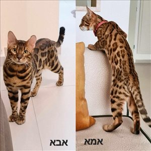 חתולים בנגלי  