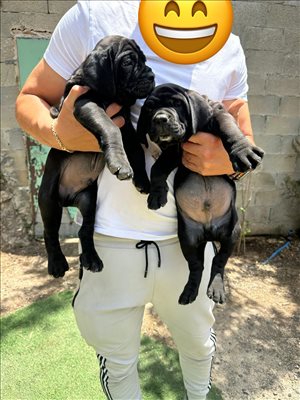 כלבים קאנה קורסו ים המלח והבקעה 