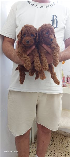 כלבים פודל טוי  